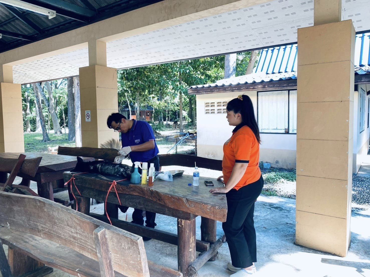 สนับสนุนวัคซีนป้องกันโรคพิษสุนัขบ้า ร่วมกับ สำนักงานปศุสัตว์อำเภอวังน้ำเขียว ดำเนินการฉีดวัคซีนป้องกันโรคพิษสุนัขบ้า และผ่าตัดทำหมันให้กับสุนัขและแมว 