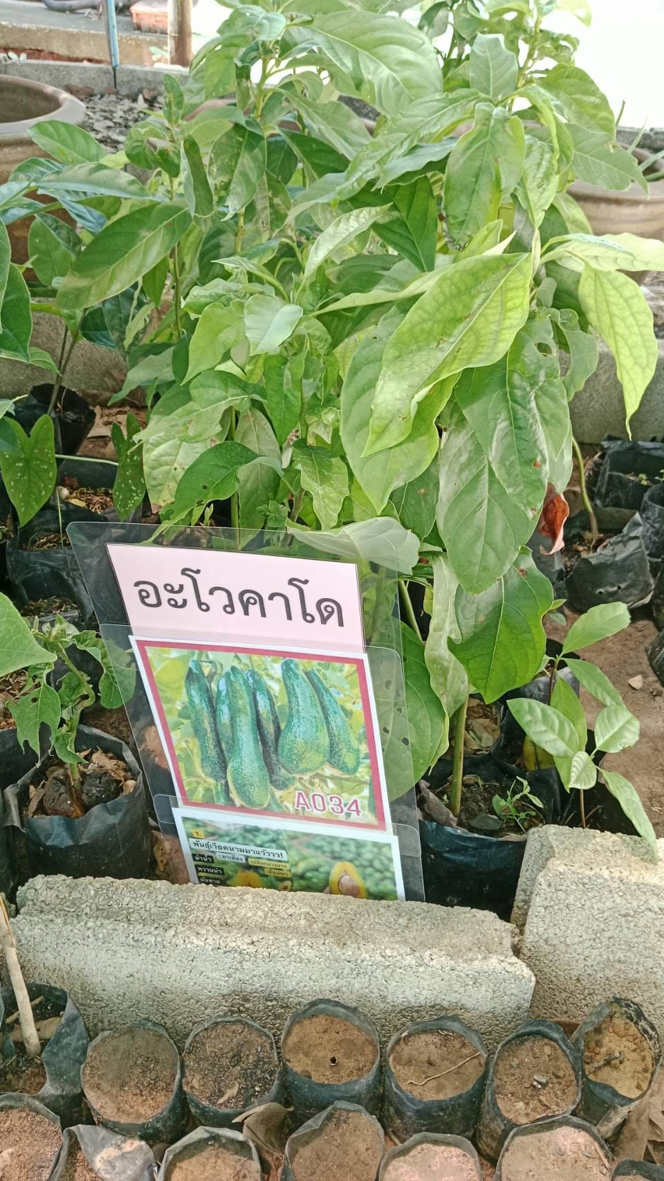 ประชาสัมพันธ์ ด้วยกองส่งเสริมการเกษตร องค์การบริหารส่วนตำบลอุดมทรัพย์ มีกล้าไม้ผล,ไม้ดอก,ไม้ยืนต้น แจกฟรี