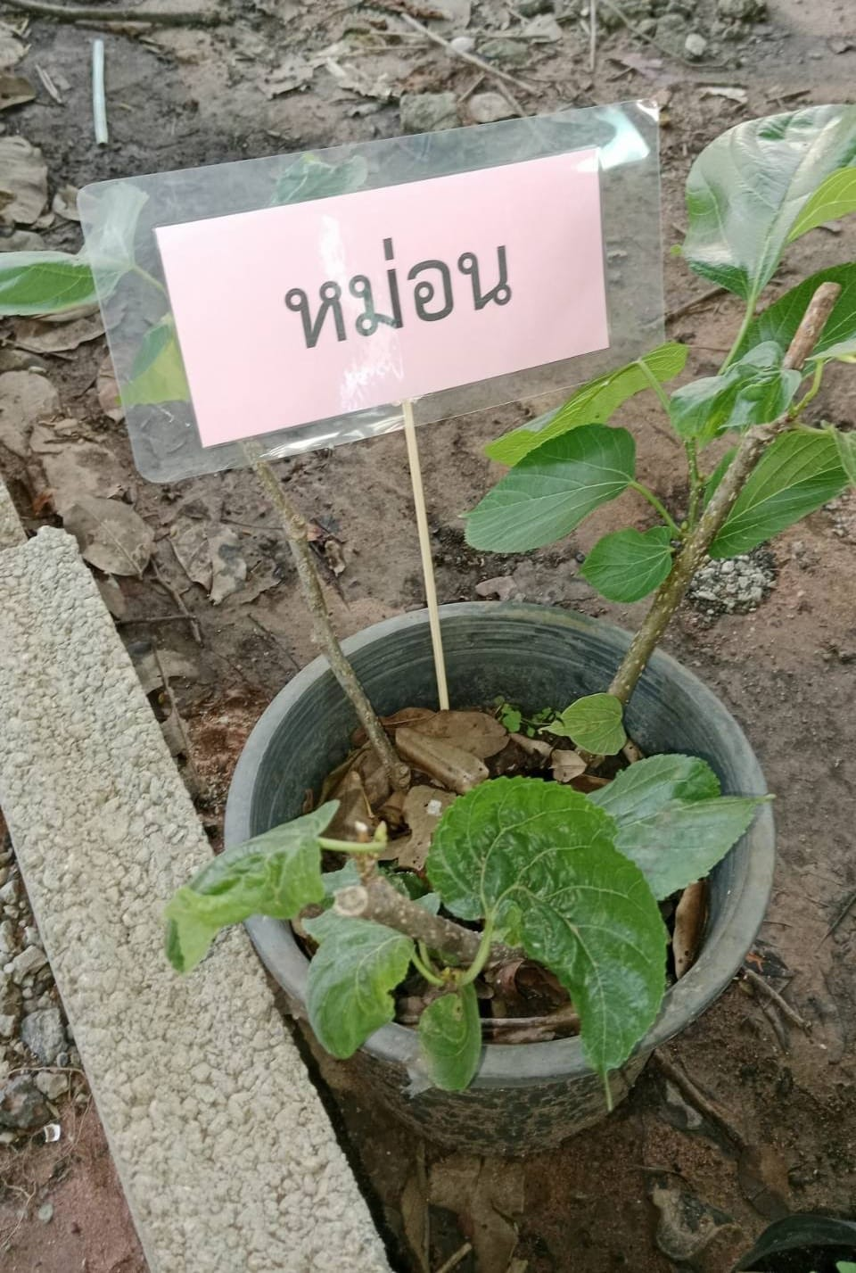 ประชาสัมพันธ์ ด้วยกองส่งเสริมการเกษตร องค์การบริหารส่วนตำบลอุดมทรัพย์ มีกล้าไม้ผล,ไม้ดอก,ไม้ยืนต้น แจกฟรี