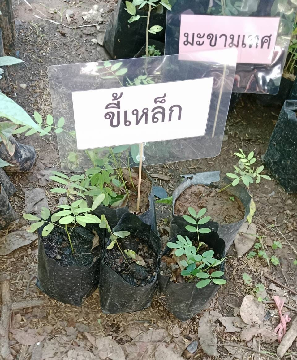 ประชาสัมพันธ์ ด้วยกองส่งเสริมการเกษตร องค์การบริหารส่วนตำบลอุดมทรัพย์ มีกล้าไม้ผล,ไม้ดอก,ไม้ยืนต้น แจกฟรี
