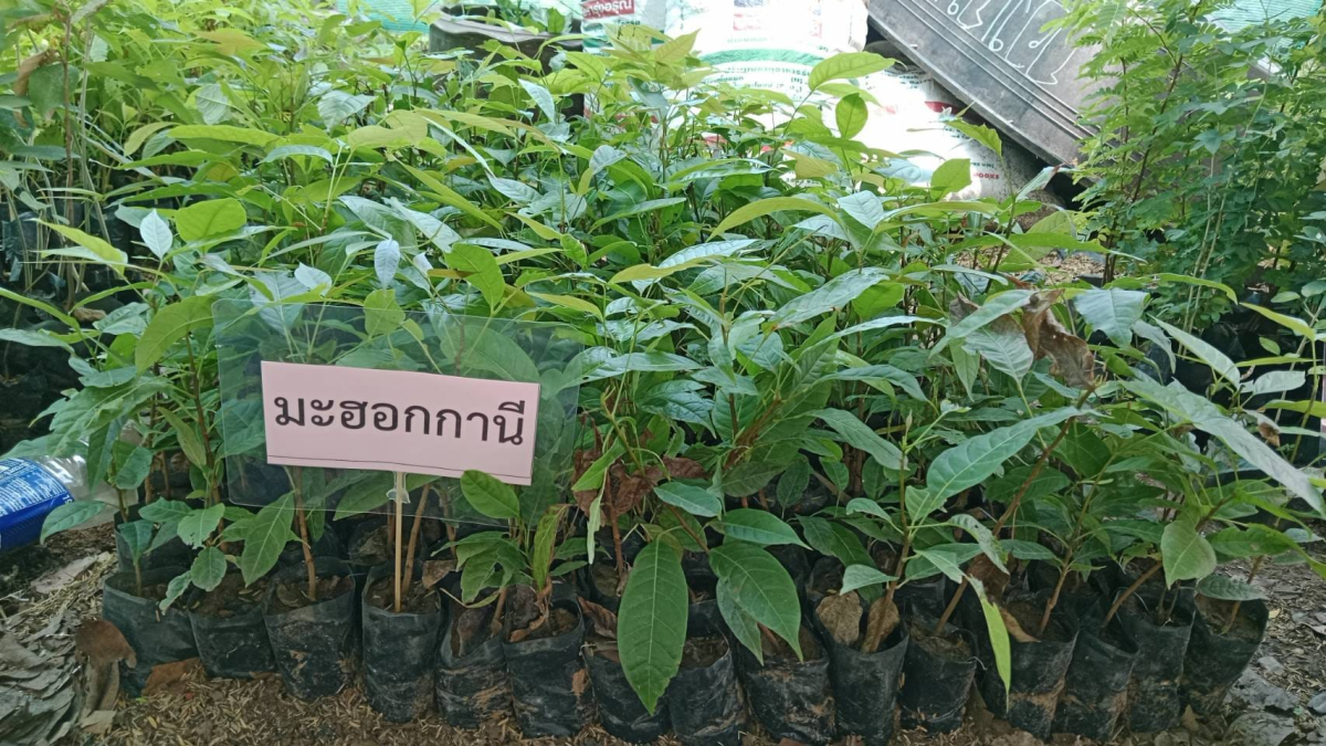 ประชาสัมพันธ์ ด้วยกองส่งเสริมการเกษตร องค์การบริหารส่วนตำบลอุดมทรัพย์ มีกล้าไม้ผล,ไม้ดอก,ไม้ยืนต้น แจกฟรี