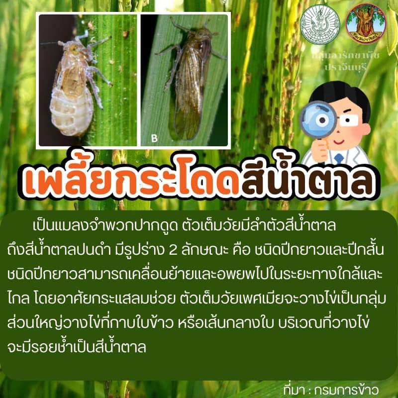 ประชาสัมพันธ์กองส่งเสริมการเกษตร องค์การบริหารส่วนตำบลอุดมทรัพย์ ถึงเกษตรกรที่ปลูกข้าว อยู่ในระยะแตกกอ