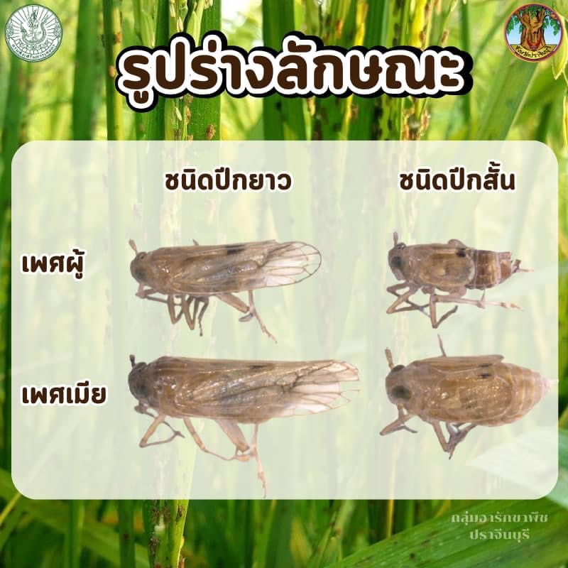 ประชาสัมพันธ์กองส่งเสริมการเกษตร องค์การบริหารส่วนตำบลอุดมทรัพย์ ถึงเกษตรกรที่ปลูกข้าว อยู่ในระยะแตกกอ