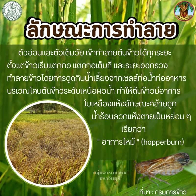 ประชาสัมพันธ์กองส่งเสริมการเกษตร องค์การบริหารส่วนตำบลอุดมทรัพย์ ถึงเกษตรกรที่ปลูกข้าว อยู่ในระยะแตกกอ