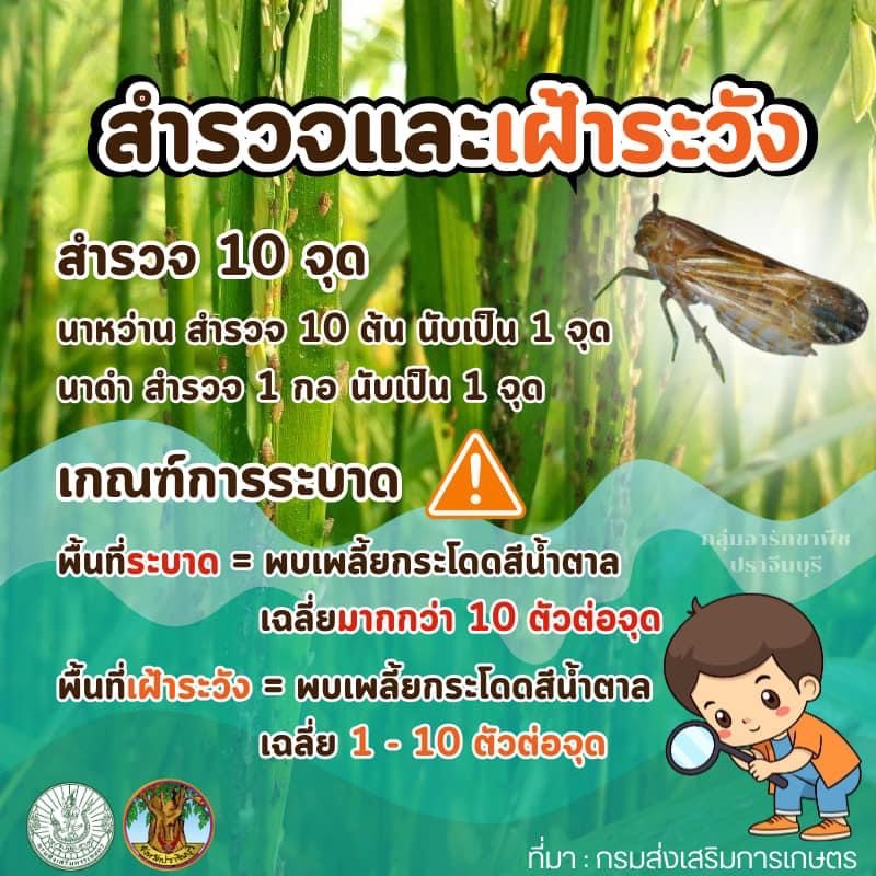 ประชาสัมพันธ์กองส่งเสริมการเกษตร องค์การบริหารส่วนตำบลอุดมทรัพย์ ถึงเกษตรกรที่ปลูกข้าว อยู่ในระยะแตกกอ