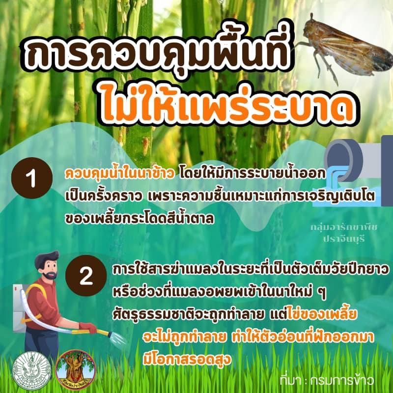 ประชาสัมพันธ์กองส่งเสริมการเกษตร องค์การบริหารส่วนตำบลอุดมทรัพย์ ถึงเกษตรกรที่ปลูกข้าว อยู่ในระยะแตกกอ