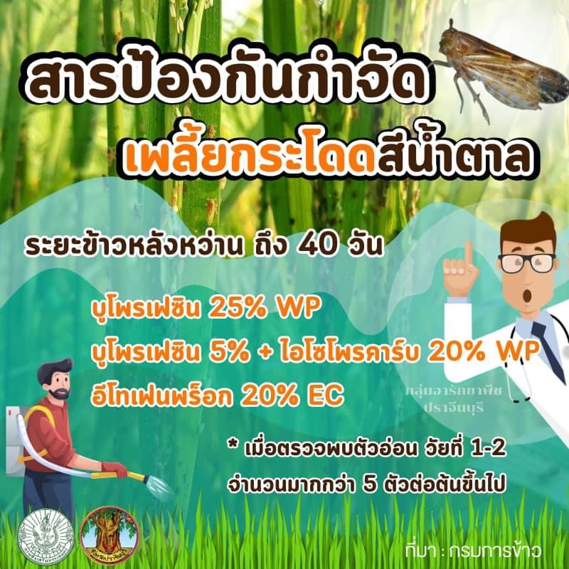 ประชาสัมพันธ์กองส่งเสริมการเกษตร องค์การบริหารส่วนตำบลอุดมทรัพย์ ถึงเกษตรกรที่ปลูกข้าว อยู่ในระยะแตกกอ