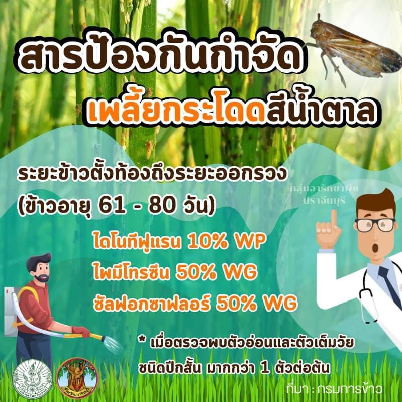 ประชาสัมพันธ์กองส่งเสริมการเกษตร องค์การบริหารส่วนตำบลอุดมทรัพย์ ถึงเกษตรกรที่ปลูกข้าว อยู่ในระยะแตกกอ