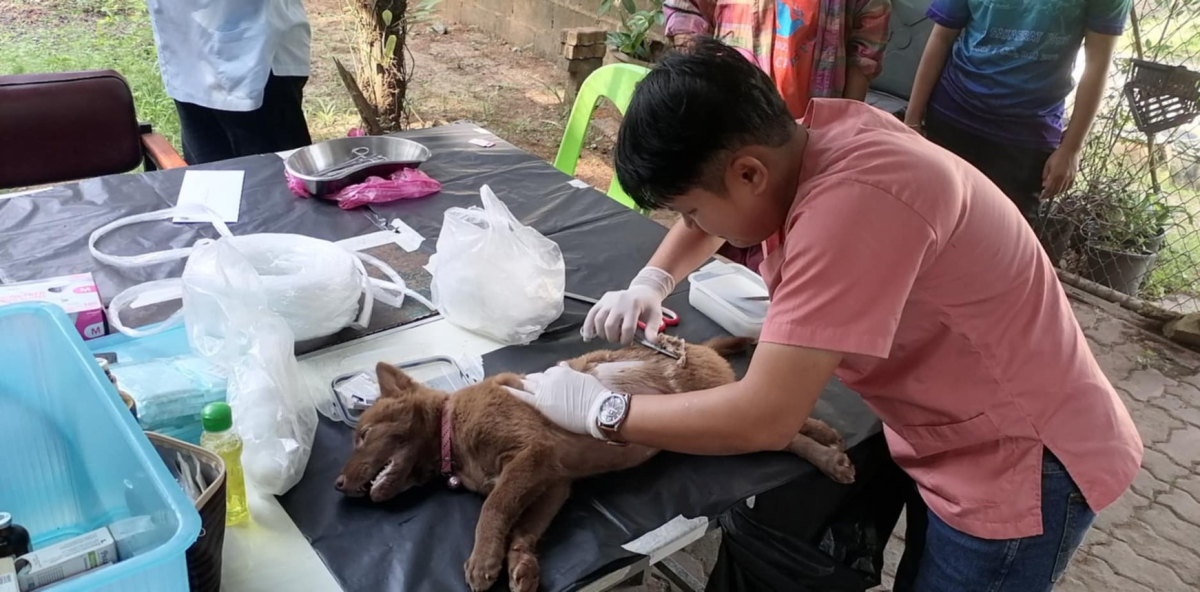 ร่วมกิจกรรม ทำหมันสุนัขจรจัด