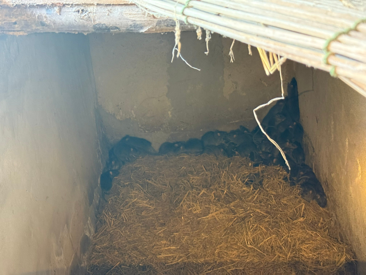 โครงการอนุรักษ์พันธุกรรมพืชตามแนวพระราชดำริสมเด็จพระเทพรัตนราชสุดาฯ สยามบรมราชกุมารีประจำปีงบประมาณ พ.ศ. 2568