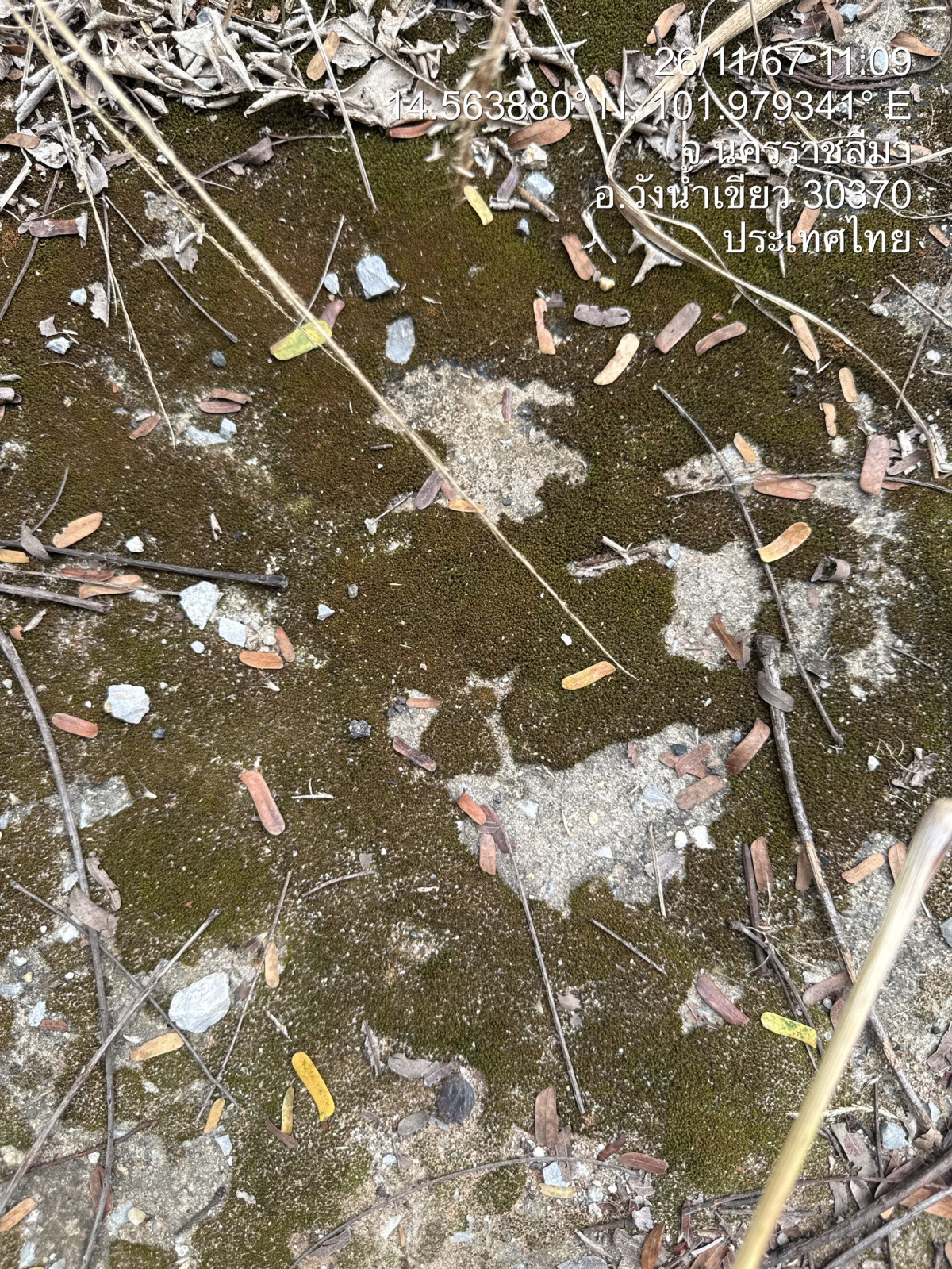 โครงการอนุรักษ์พันธุกรรมพืชตามแนวพระราชดำริสมเด็จพระเทพรัตนราชสุดาฯ สยามบรมราชกุมารีประจำปีงบประมาณ พ.ศ. 2568