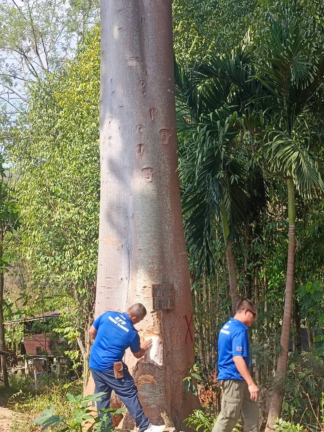 โครงการจ้างตัดแต่งและโค่นต้นไม้ใหญ่เพื่อป้องกันอันตรายและความเสียหายต่อชีวิตและทรัพย์สินของประชาชน บ้านห้วยน้ำเค็ม หมู่ที่ 11