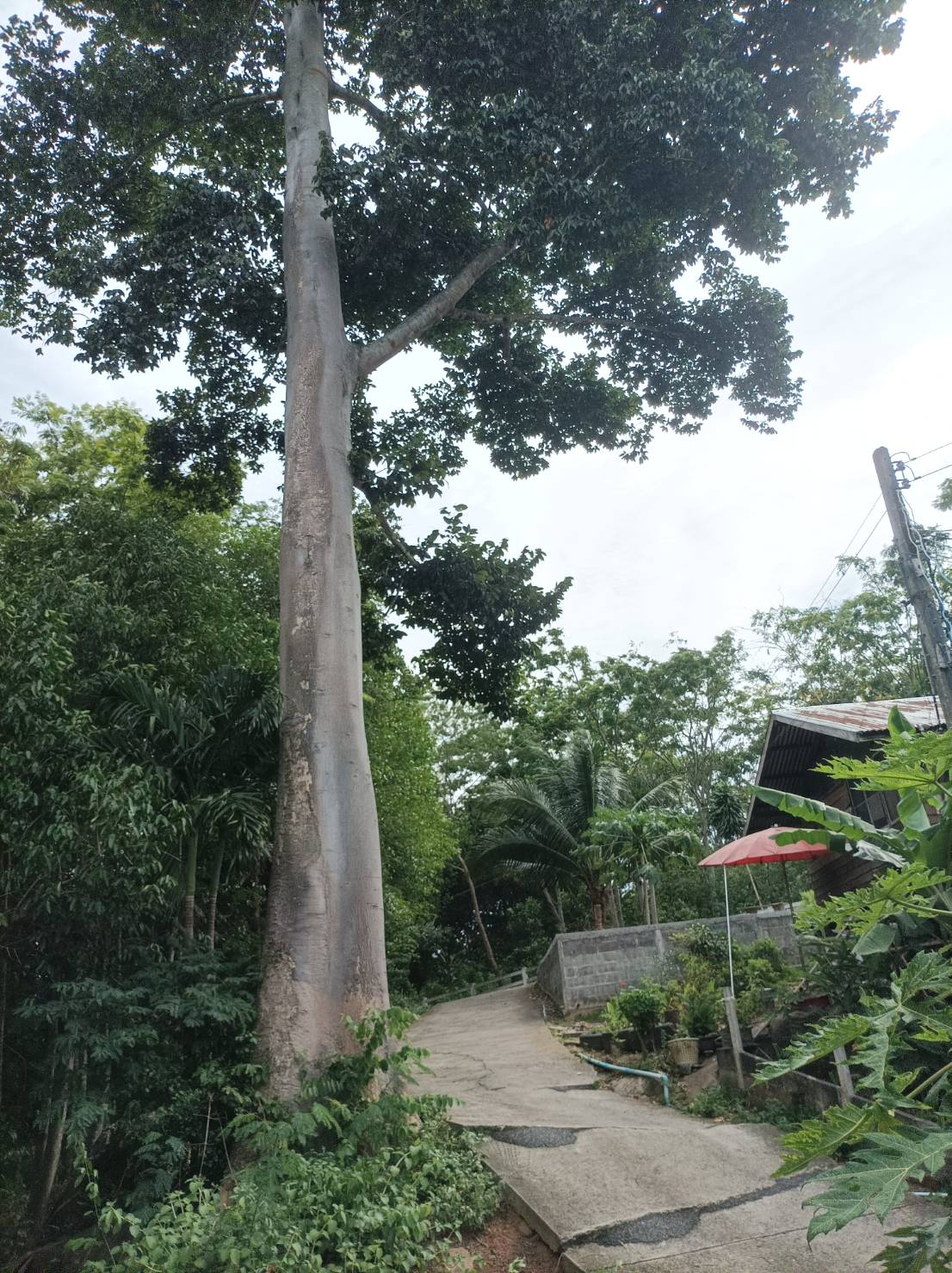 โครงการจ้างตัดแต่งและโค่นต้นไม้ใหญ่เพื่อป้องกันอันตรายและความเสียหายต่อชีวิตและทรัพย์สินของประชาชน บ้านห้วยน้ำเค็ม หมู่ที่ 11