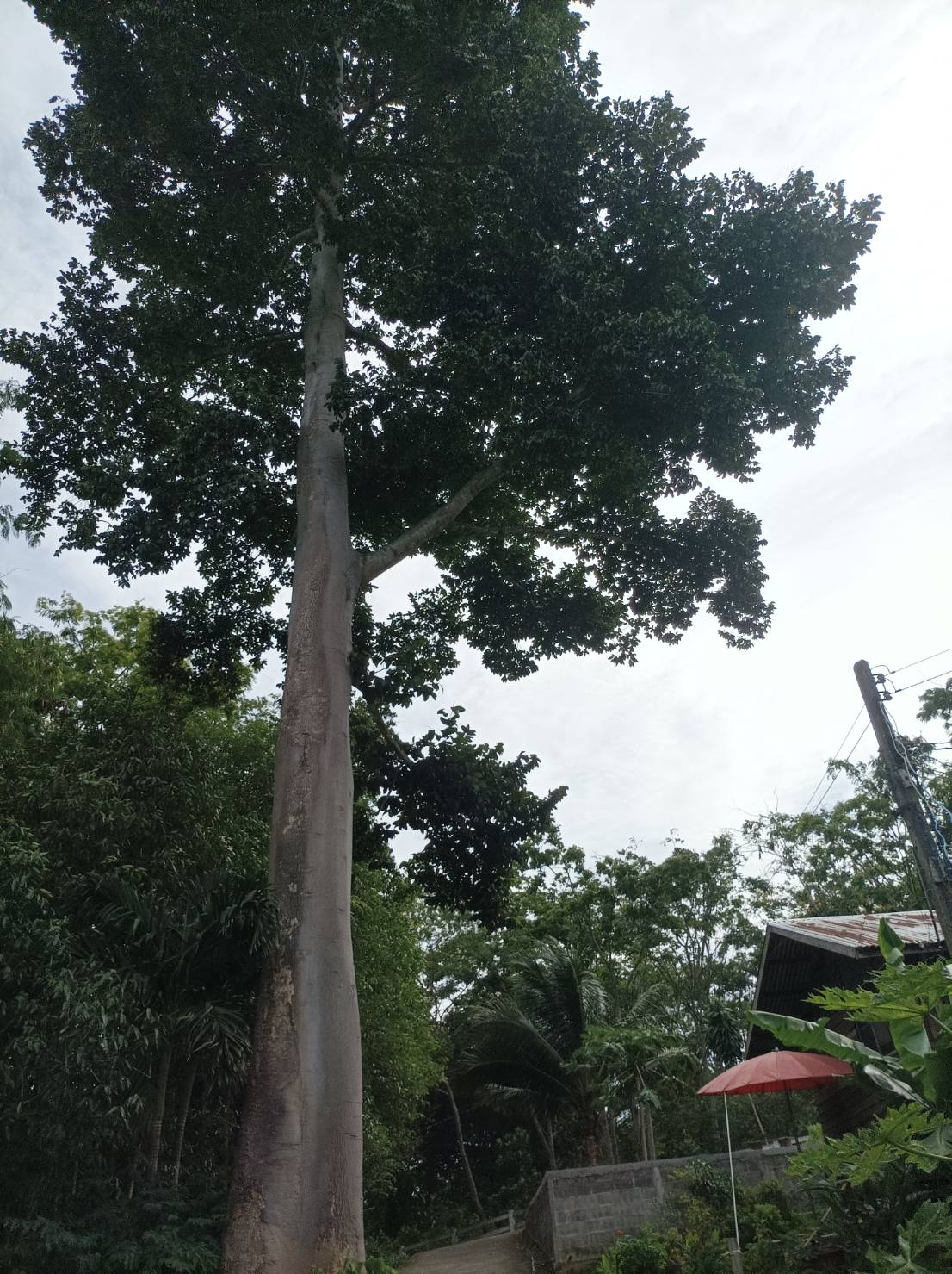โครงการจ้างตัดแต่งและโค่นต้นไม้ใหญ่เพื่อป้องกันอันตรายและความเสียหายต่อชีวิตและทรัพย์สินของประชาชน บ้านห้วยน้ำเค็ม หมู่ที่ 11