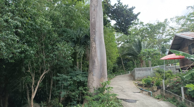 โครงการจ้างตัดแต่งและโค่นต้นไม้ใหญ่เพื่อป้องกันอันตรายและความเสียหายต่อชีวิตและทรัพย์สินของประชาชน บ้านห้วยน้ำเค็ม หมู่ที่ 11